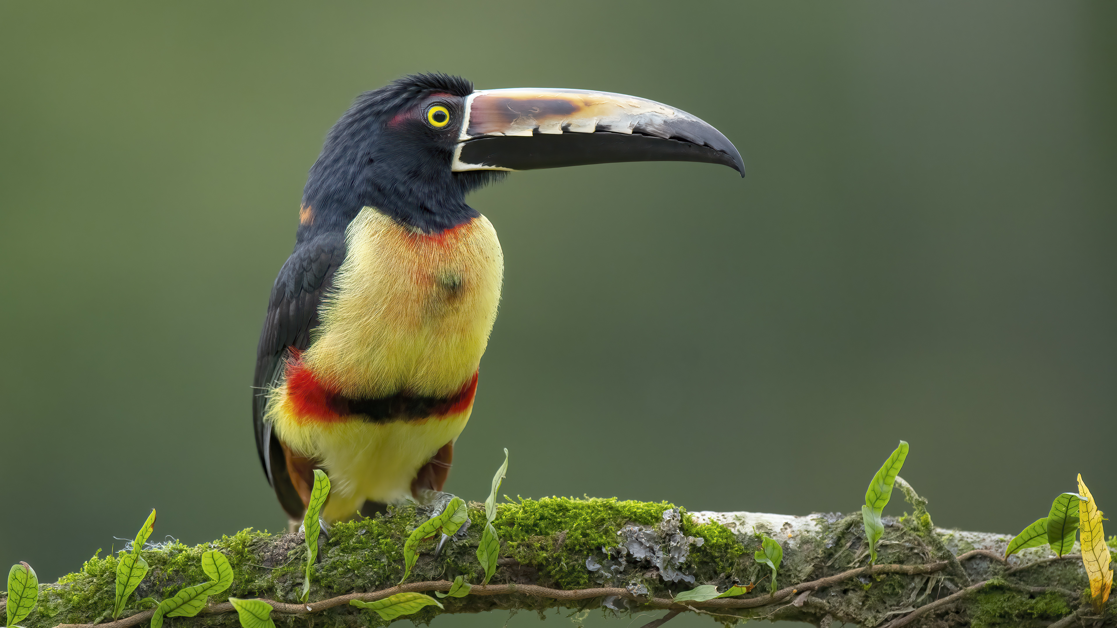 Collared Aracari